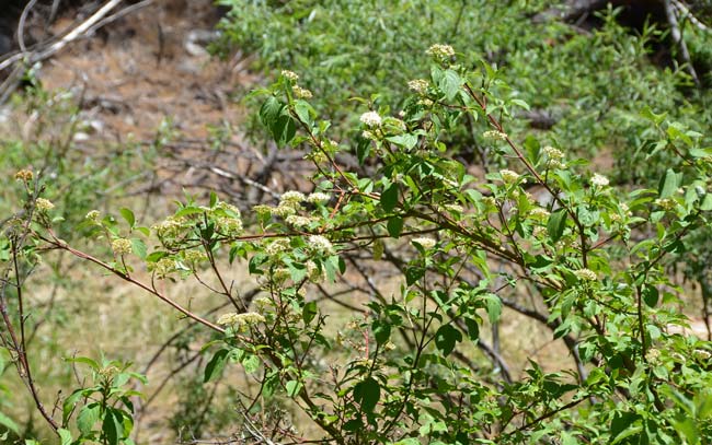 Cornus sericea, Red-osier Dogwood, Southwest Desert Flora
